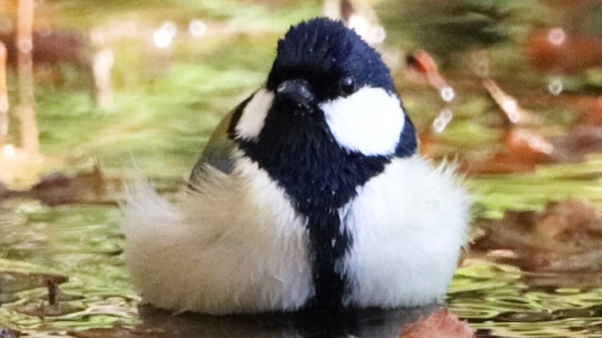 Japanese Tit bathing