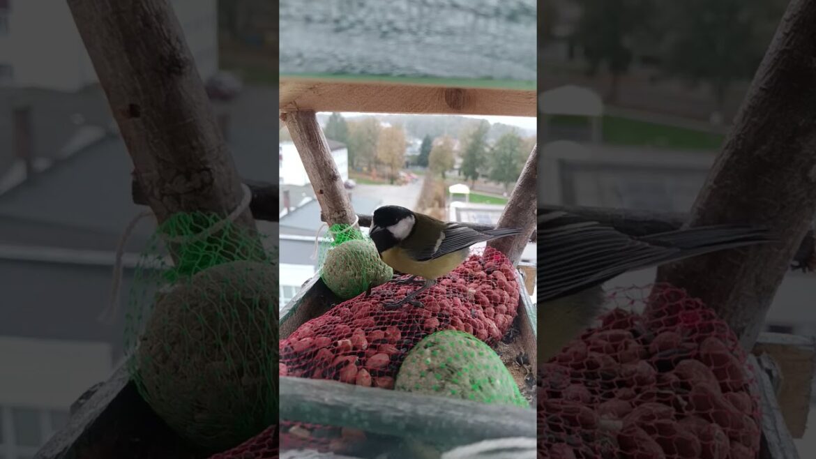 #birds #birdhouse #sykorka #nature #yellowbird #feeding #birdsloverfeedingbirds #birdsfeeding