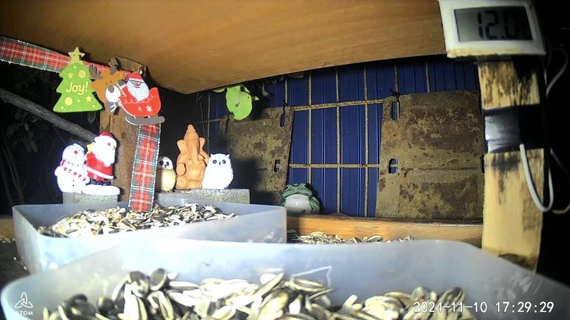 北海道野鳥LIVE　～‘Hokkaido bird watching LIVE Cam4～　ビオトープ配信 biotop live 2024.11.10