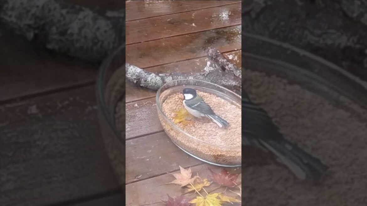シジュウカラの水浴び#japanese tit#wild bird#bathing