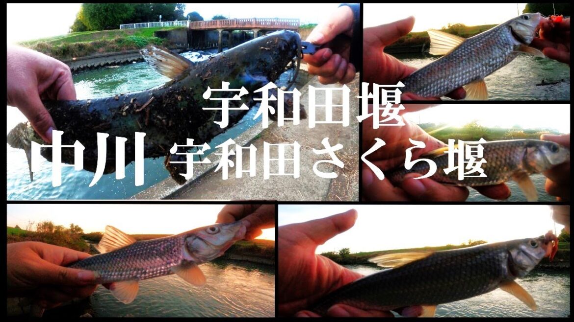 【中川、宇和田堰、宇和田さくら堰、ルアー、ブラクリ釣り】【利根川＆荒川水系、バス、コイ、雷魚、ナマズ、フナ、クチボソ、餌釣り、フィシング、埼玉釣り、関東釣り、幸手市、五霞水門、幸手放水路周辺エリア】
