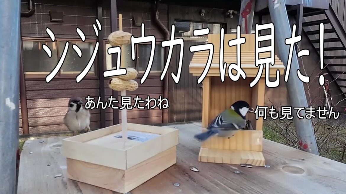 シジュウカラは見た！【越冬給餌】