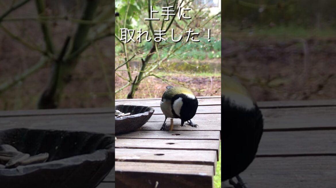 溝に挟まったミルワームを器用に取るシジュウカラさん　#シジュウカラ #四十雀 #野鳥 #野鳥観察 #birds #shorts