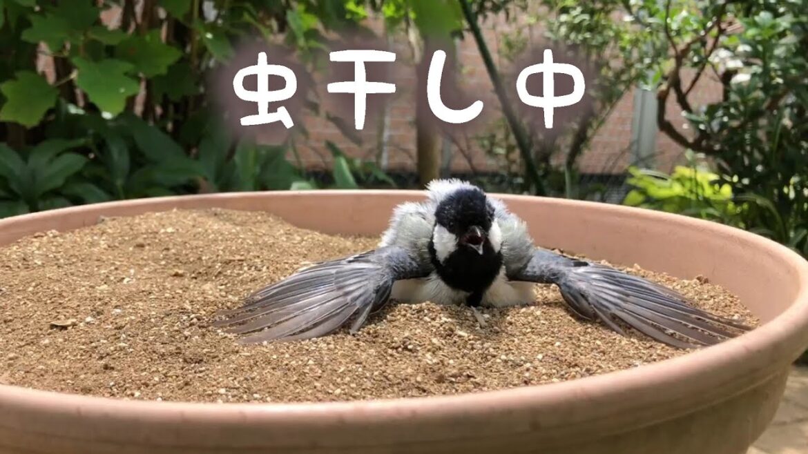 シジュウカラの虫干し