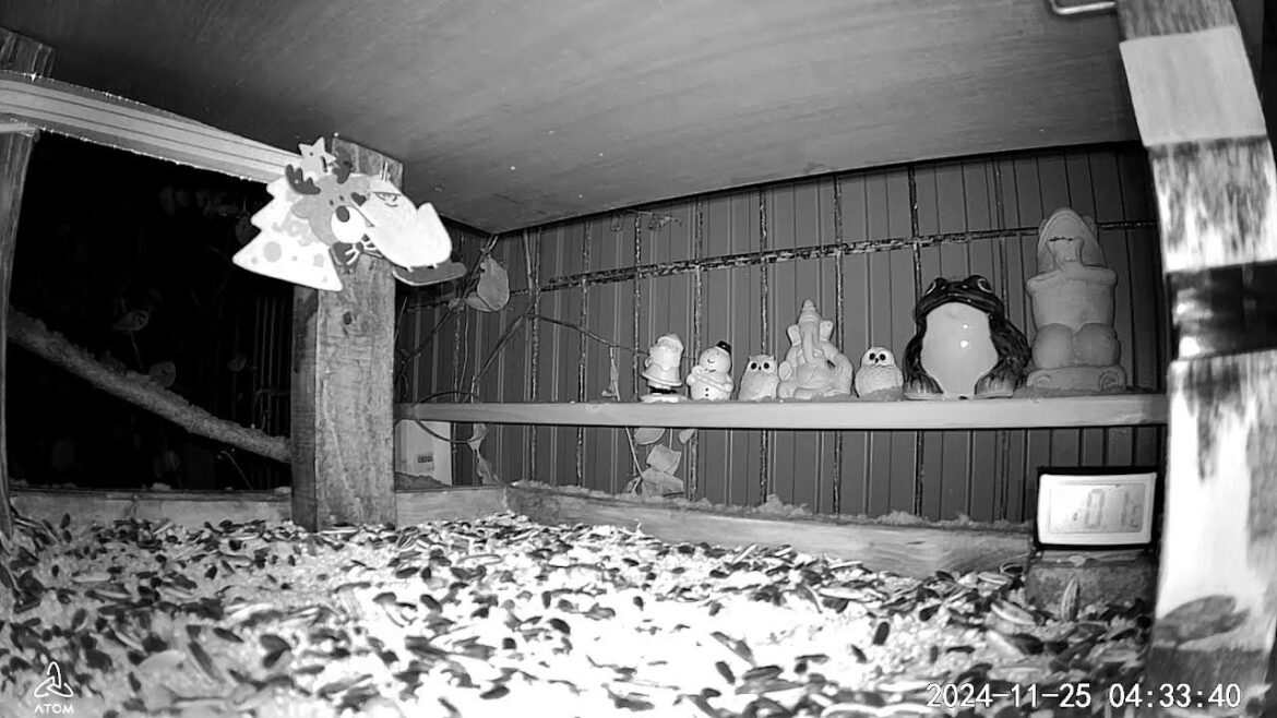 北海道野鳥LIVE　～‘Hokkaido bird watching LIVE Cam4～　ビオトープ配信 biotop live 2024.11.24