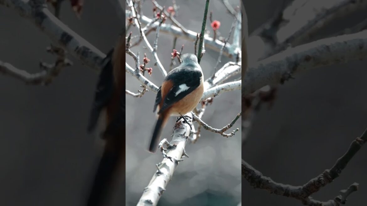 Peaceful Birds with Calming Music #shorts #nature #naturebeautymusic #relaxingmusic #nature #calming Peaceful Birds with Calming Music #shorts #nature #naturebeautymusic #relaxingmusic #nature #calming