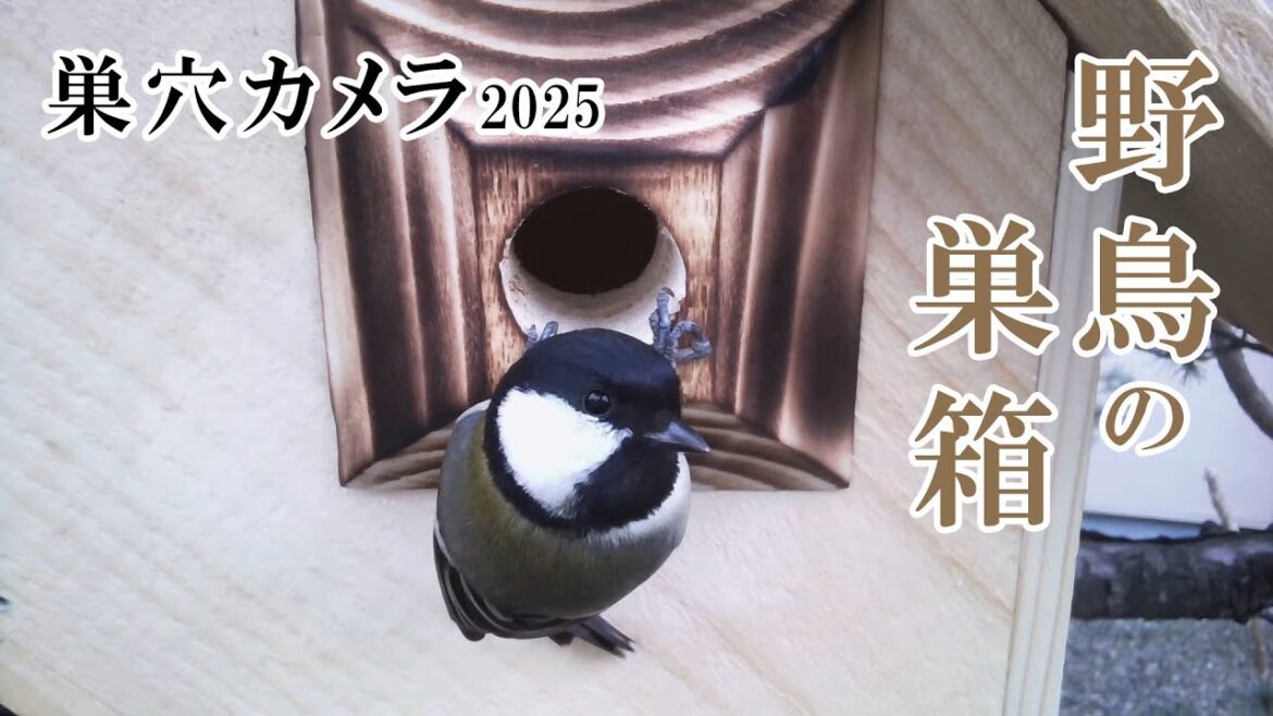 2024/12/08 シジュウカラの巣箱(巣穴カメラ) 野鳥 Great tit Bird Nest Box Live Camera