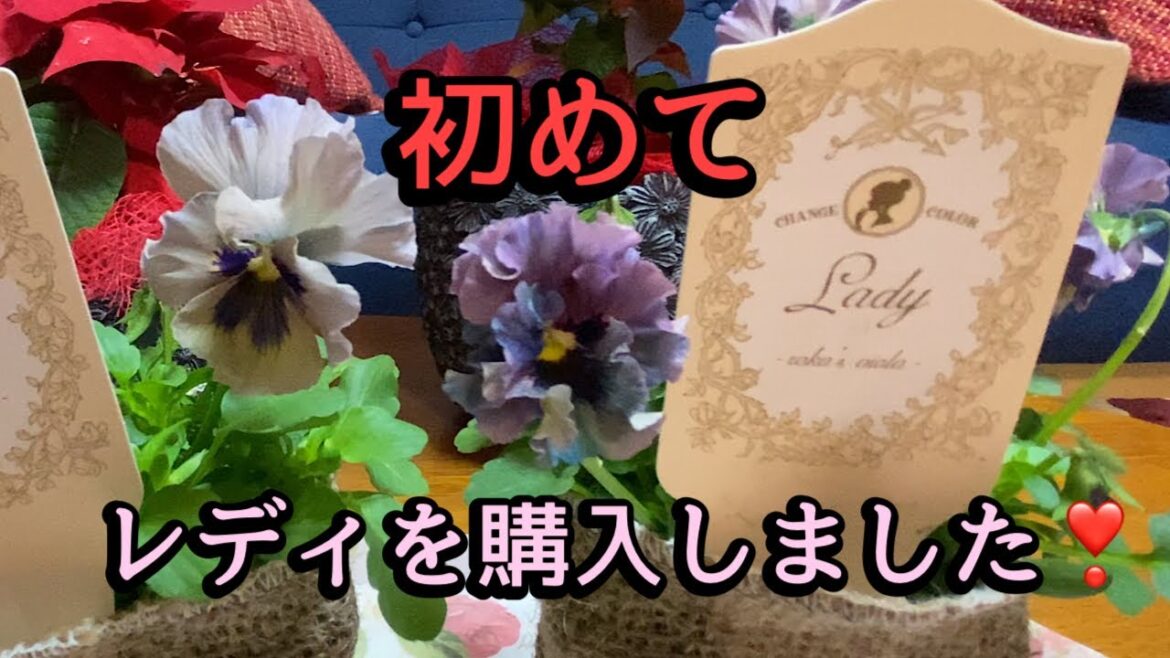 【レディを購入致しました】色合いが神秘的です【二つ目のビニールハウスを設置しました】ラナンキュラスラックスを入れました。