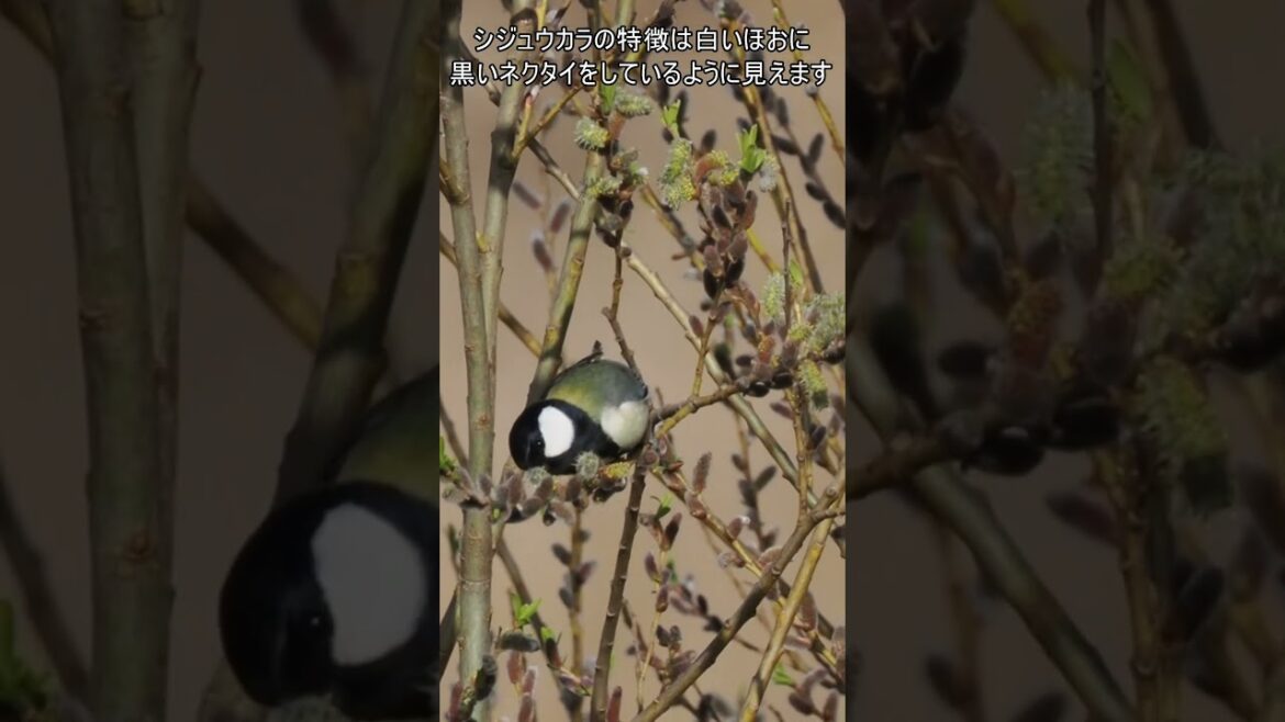 白いほおと黒ネクタイ「シジュウカラ」#shorts