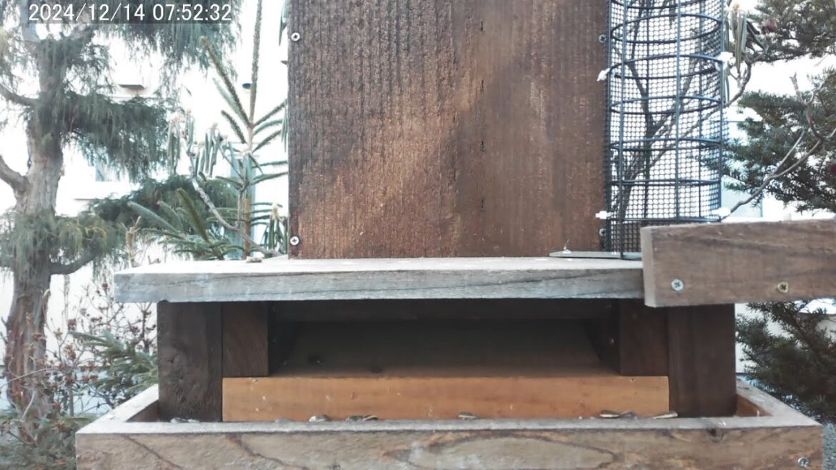 2024/12/27 野鳥の餌台 定時自動給餌 シジュウカラ・スズメ Automatic Bird Feeder