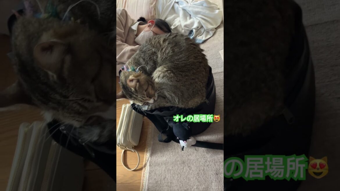 僕は母ちゃんが好き❣️ボクは姉ちゃんの鞄がお気に入り😻#保護猫を家族に #保護猫活動 #猫好きさんと繋がりたい #里親募集 #catlove