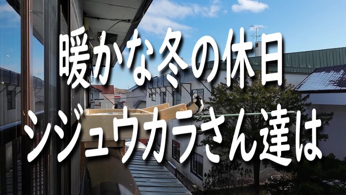 穏やかな冬の休日　シジュウカラさん達は【越冬給餌】