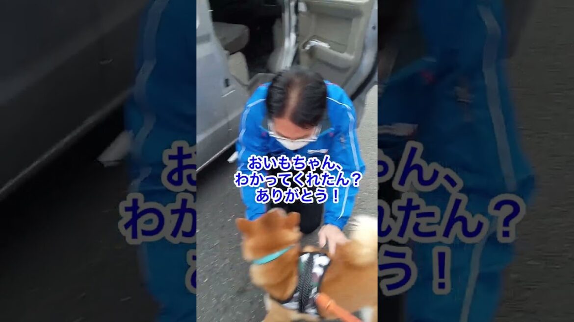【柴犬】佐川急便さん!運命の再会 【柴犬】佐川急便さん!運命の再会