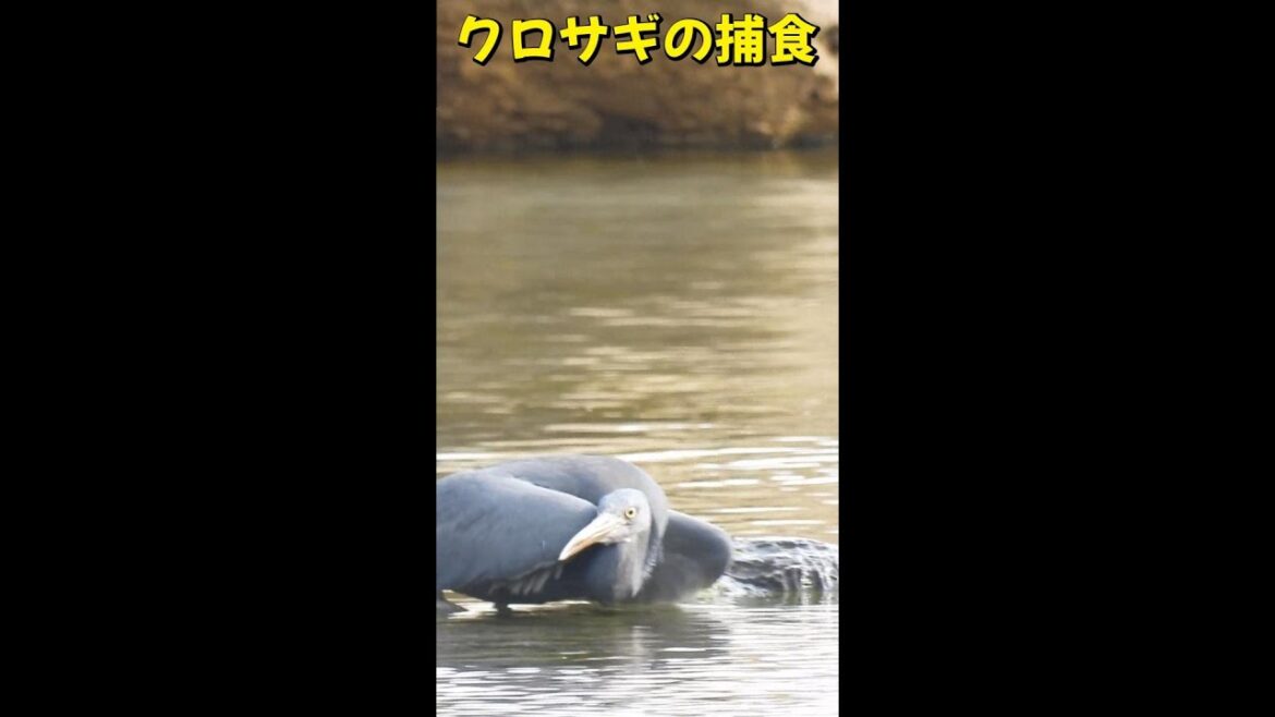 ＃クロサギの捕食 ＃野鳥 #バードウォッチング