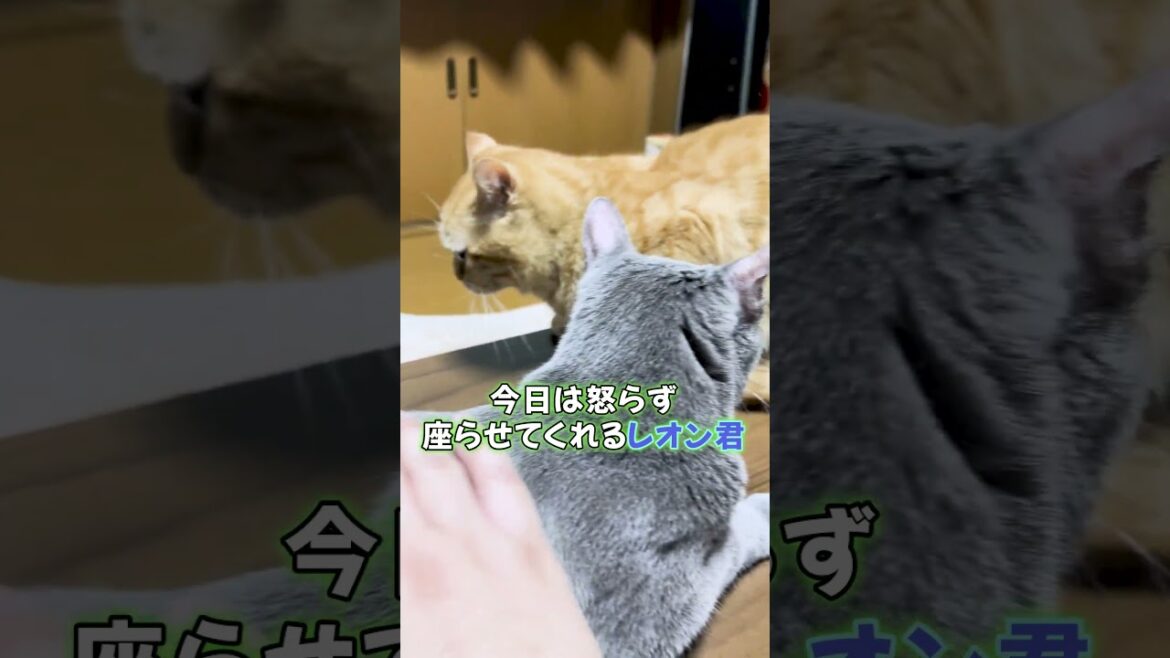 大好きなおじさんに近づきたいけど、怒られるから慎重に近づいた猫余計なことして結局怒られるｗｗｗｗ