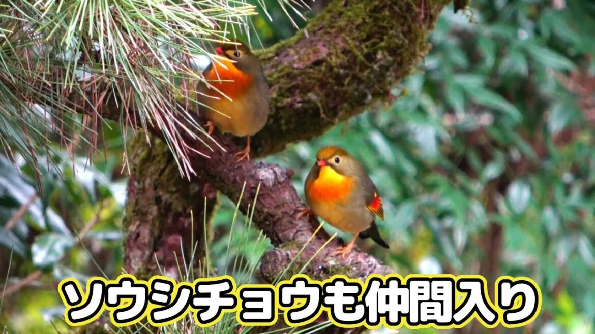 ソウシチョウもやって来た #野鳥#バードウォッチング#ソウシチョウ#ヤマガラ#シジュウカラ#メジロ