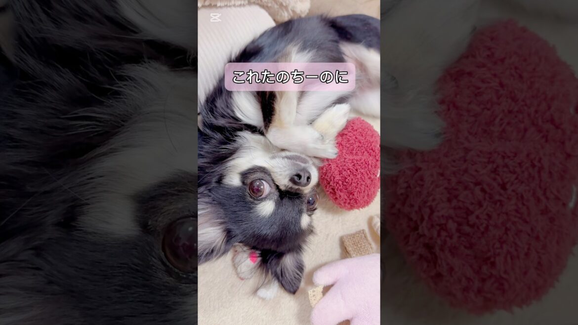 お気に入りのおもちゃで、お姉ちゃんと遊びたい妹チワワが可愛い♡ #chihuahua #かわいい #癒し #shorts