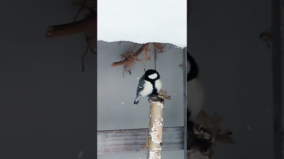 まったりシジュウカラちゃん#シジュウカラ#まったり#北海道野鳥LIVE#birdwatching#birdfeeder#野鳥観察#定点観測#北海道#hokkaido