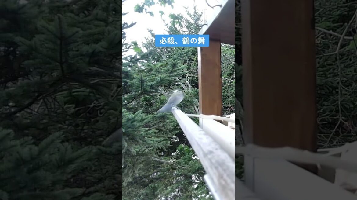 シジュウカラちゃんの必殺技#シジュウカラ#必殺技#北海道野鳥LIVE#birdwatching#birdfeeder#野鳥観察#定点観測#北海道#hokkaido