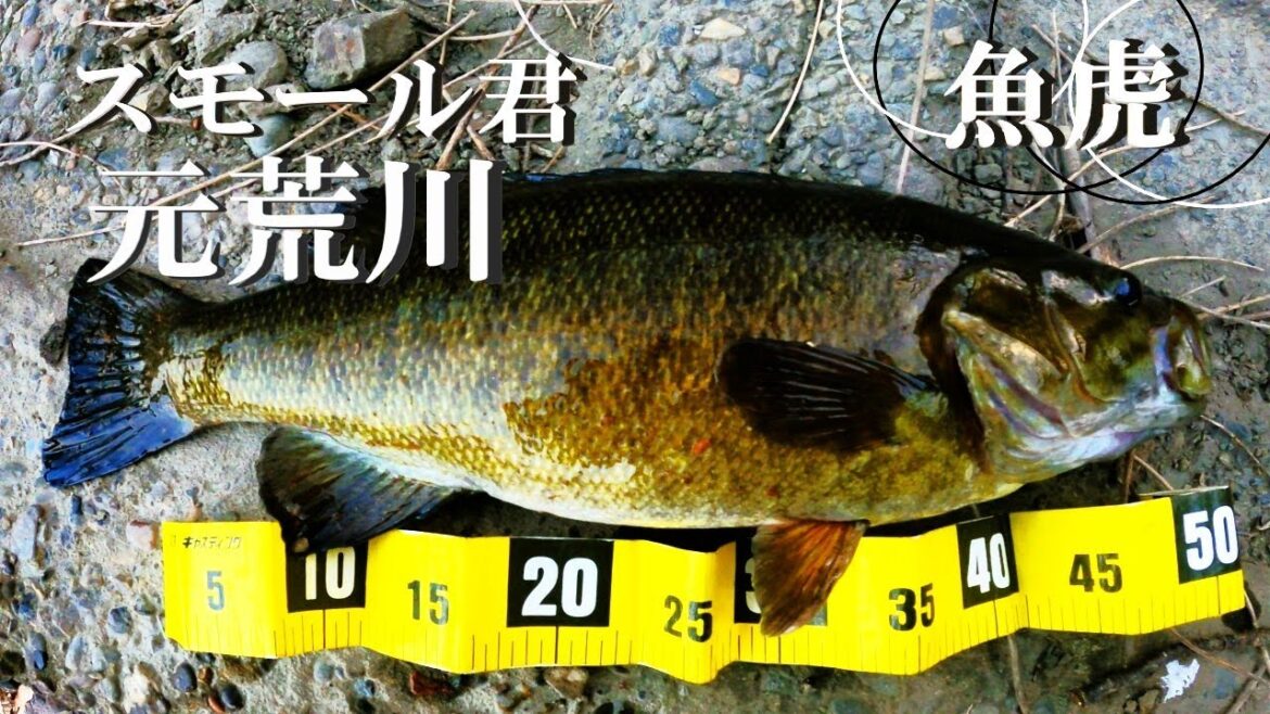 【元荒川、バス釣り】【利根川＆荒川水系、バス釣り、コイ釣り、雷魚釣り、ナマズ釣り、クチボソ釣り、餌釣り、フィシング、埼玉釣り、関東釣り、さいたま市エリア】