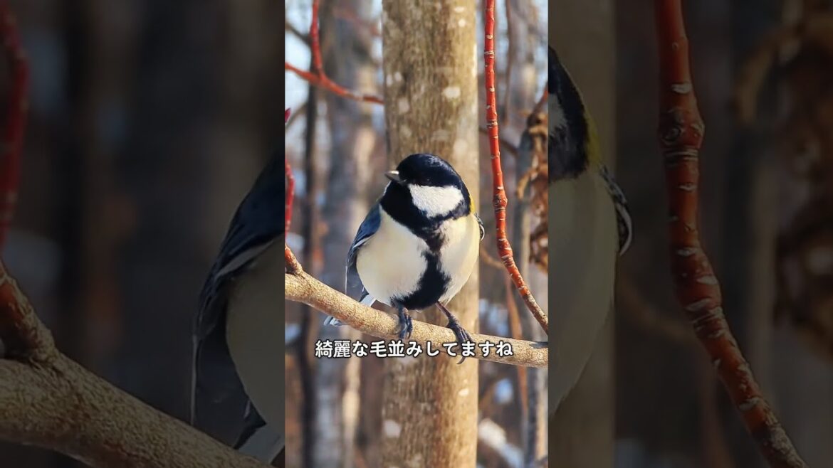 綺麗な毛並みのシジュウカラちゃん#シジュウカラ#綺麗な毛並み#北海道野鳥LIVE#birdwatching#birdfeeder#野鳥観察#定点観測#北海道#hokkaido