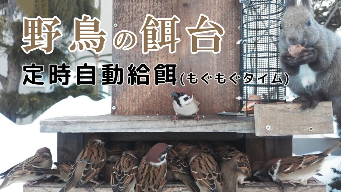 【エゾリスと野鳥の餌台】 定時自動給餌 シジュウカラ・スズメ 2025/03/09 Automatic Bird Feeder