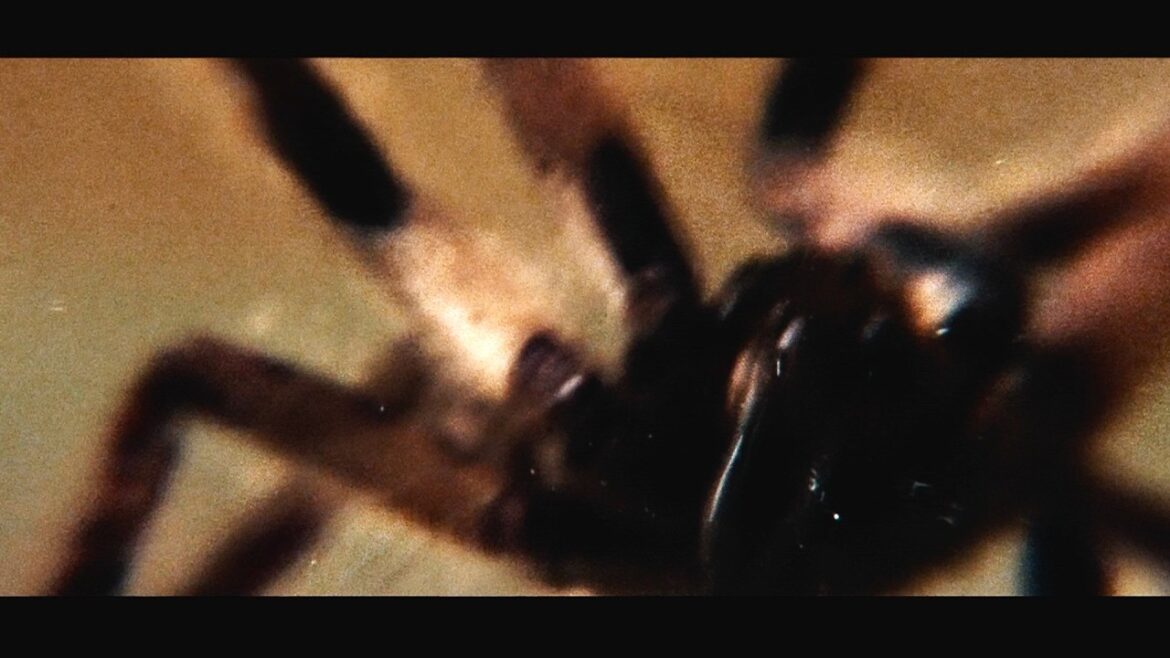 【戦慄】アパートで毒グモが増殖し凶暴化！ホラー映画『スパイダー／増殖』予告編