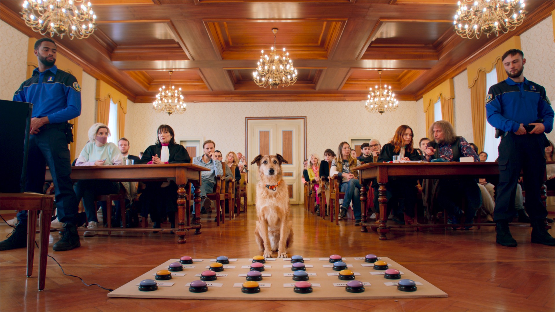 動物の権利がテーマの映画「Dog on Trial（ドッグ・オン・トライアル）」（原題）でコスモス役を演じる犬のコディ。法廷ではコスモスの生死をかけた闘いが繰り広げられる
