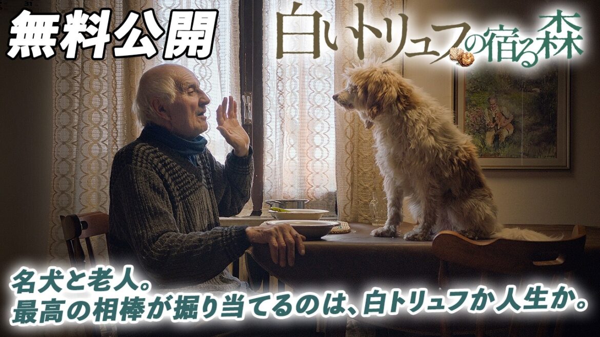 【🎥本編無料公開中🎥】絵画のように美しいドキュメンタリー『白いトリュフの宿る森』（字幕版）