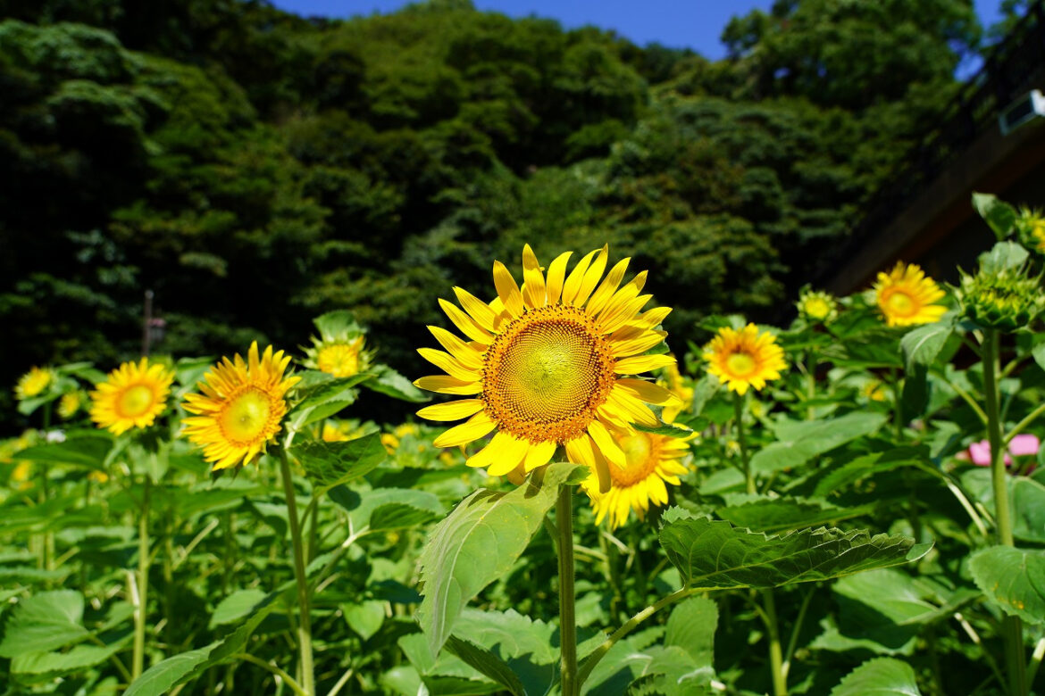 横須賀で100万本の「ひまわり畑」が見頃。8月3日まで無料開放 くりはま花の国 - トラベル Watch