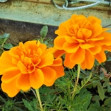 月子