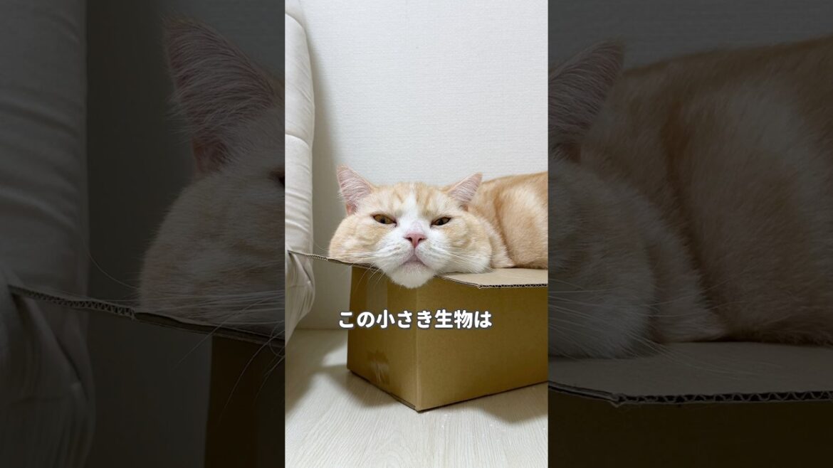 #猫 #cat #ねこ #猫動画 #映画紹介 #猫好きさんと繋がりたい #猫のいる暮らし #猫のいる生活