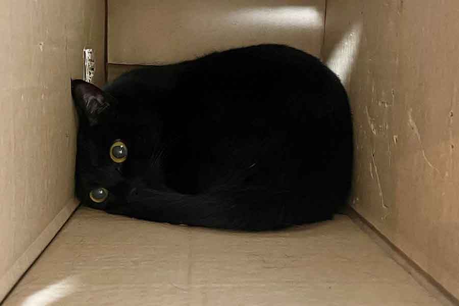 ミニチュア作りのきっかけになった一枚【写真提供:ティグノア(@Teagle_Noir)さん】