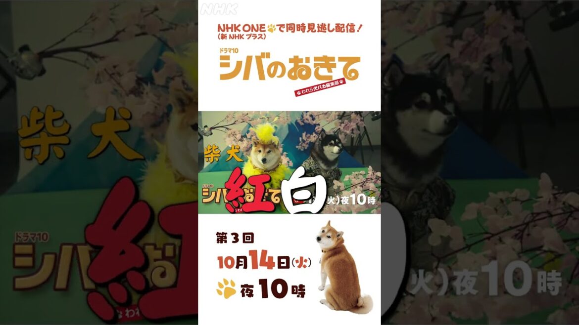 【ドラマ10 シバのおきて】大東駿介 飯豊まりえ 第3回 15秒PR | NHK | #shorts 【ドラマ10 シバのおきて】大東駿介 飯豊まりえ 第3回 15秒PR | NHK | #shorts