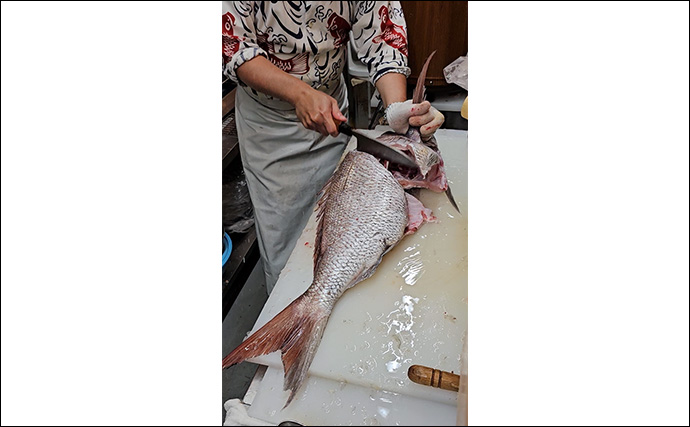 「シロイカ釣りからドラマ展開！」泳がせ釣りへの転戦で80cmマダイ浮上【鳥取・田後沖】