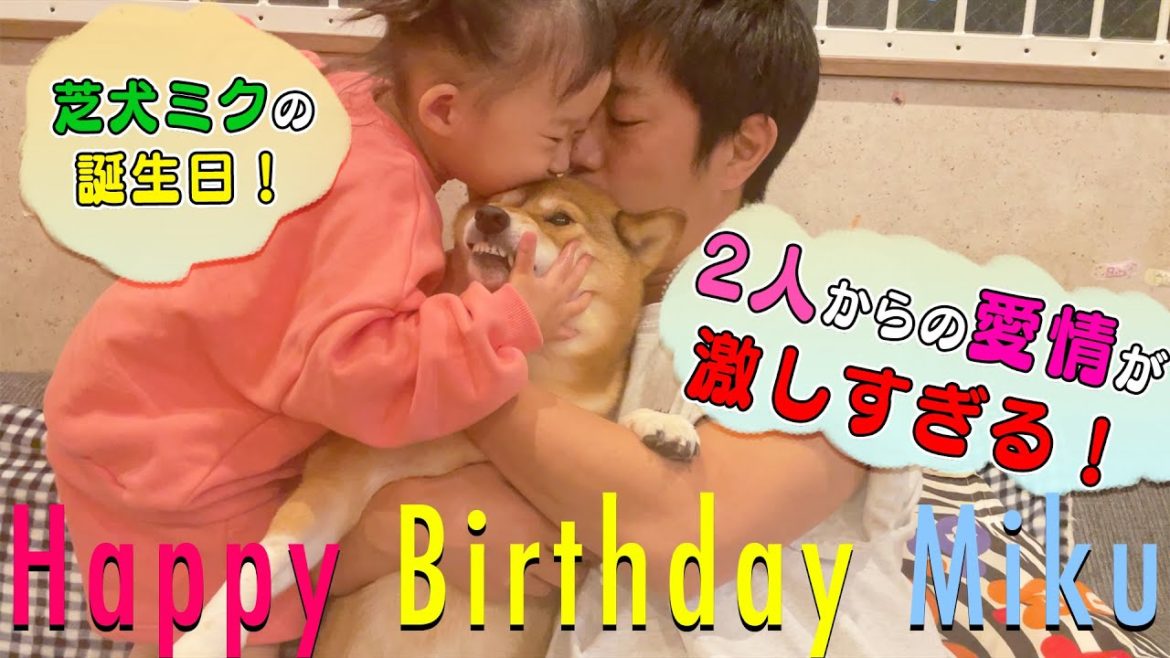 柴犬ミクの誕生日!尾形パパとさくちゃんの激しすぎる愛情でミク困惑 柴犬ミクの誕生日!尾形パパとさくちゃんの激しすぎる愛情でミク困惑