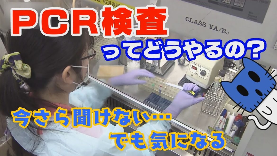 「PCR検査」ってどうやるの？今さら聞けないけど気になる・・・【マスクにゃんニュース】