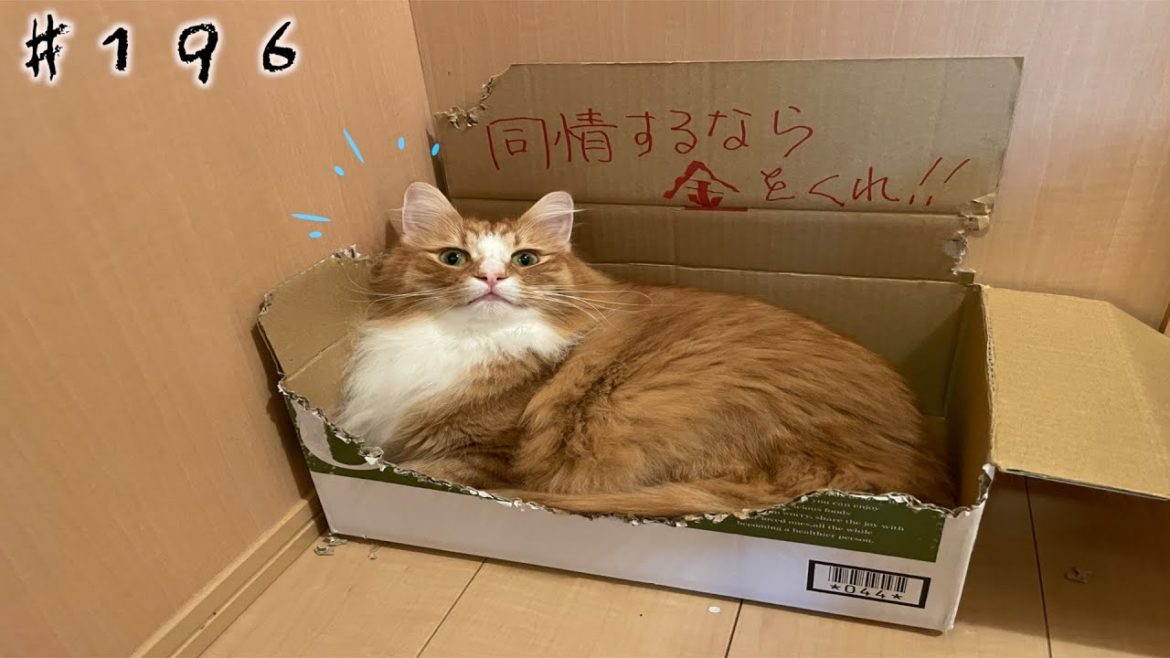 猫版 同情するなら金をくれ! #shorts 安達祐実 ノルウェージャンフォレストキャット #196 norwer forest cat 猫版 同情するなら金をくれ! #shorts 安達祐実 ノルウェージャンフォレストキャット #196 norwer forest cat