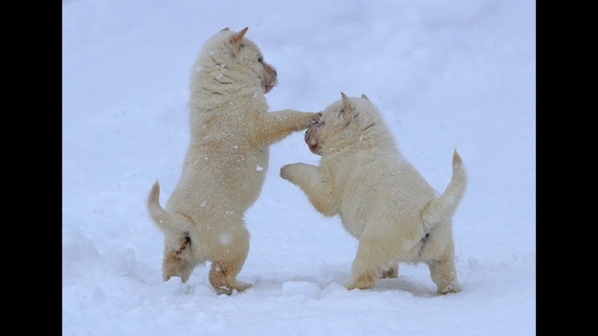 北海道犬：寒さの中でも元気な子犬たち 札幌