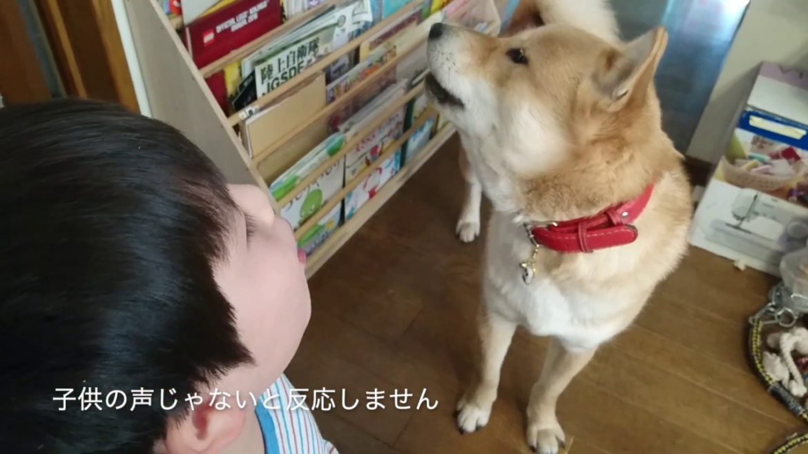 2020.2.9キロロと一緒に遠吠え　アイヌ犬（北海道犬）キロロ　Howling with Ainu dog (Hokkaido dog) KIROR