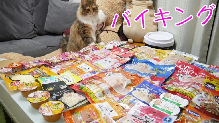 ひろにゃんねる News Wacoca Japan People Life Style
