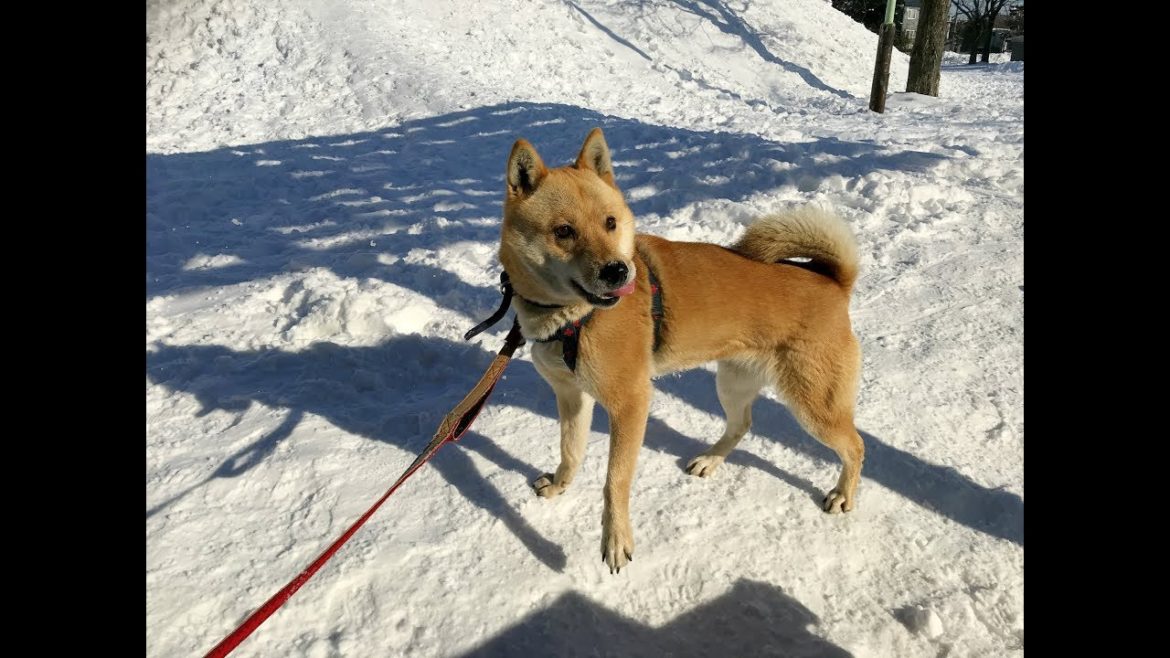 新雪を食べるアイヌ犬 20190114