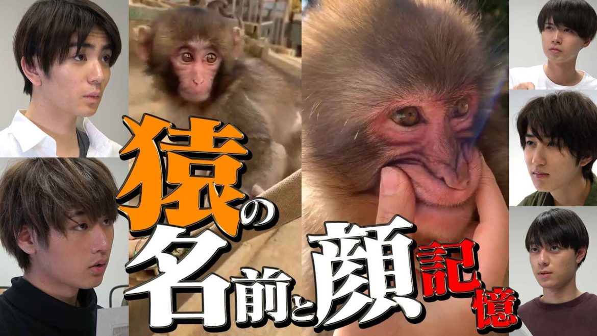 HiHi Jets【ドッキリ記憶クイズ】80頭の猿..覚えてください！