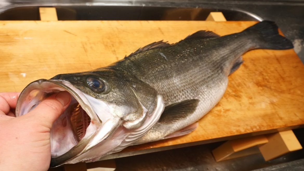 スズキのさばき方と刺身～How to filet Japanese sea perch and sashimi