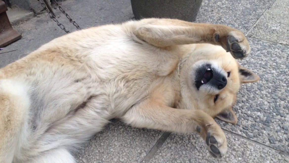 アイヌ犬と遊ぶ日常 ③