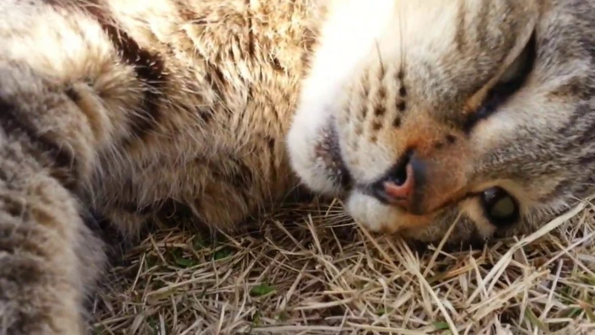 【地域猫】人を見ると寄って来るキジ猫ちゃん二人組が可愛い過ぎる