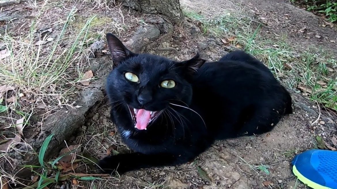 芝生で黒猫が寝ていたので近づいてねこじゃすりでナデナデしてきた