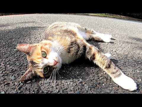 道路に寝転んでいる野良猫を見つけたので近づくとゴロンゴロンとモフってアピールをしてきてカワイイ 道路に寝転んでいる野良猫を見つけたので近づくとゴロンゴロンとモフってアピールをしてきてカワイイ