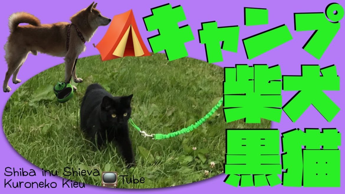 ⛺️北海道キャンプ - ペットOK・柴犬 黒猫、ペット一緒にキャンプの動画・「おもしろ猫動画」💥北海道キャンプ場 月形町 皆楽公園にて-柴犬と黒猫首輪をつけて一緒に散歩、アウトドア😄