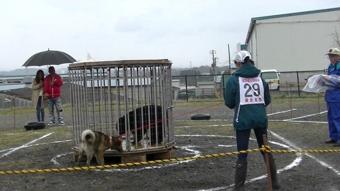 熊に立ち向かう　北海道犬　東北支部展覧会　　全犬優勝　２１番　紗千旺　８．１点岩手支部　佐藤さんの愛犬
